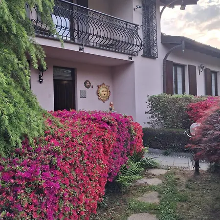 Azalea